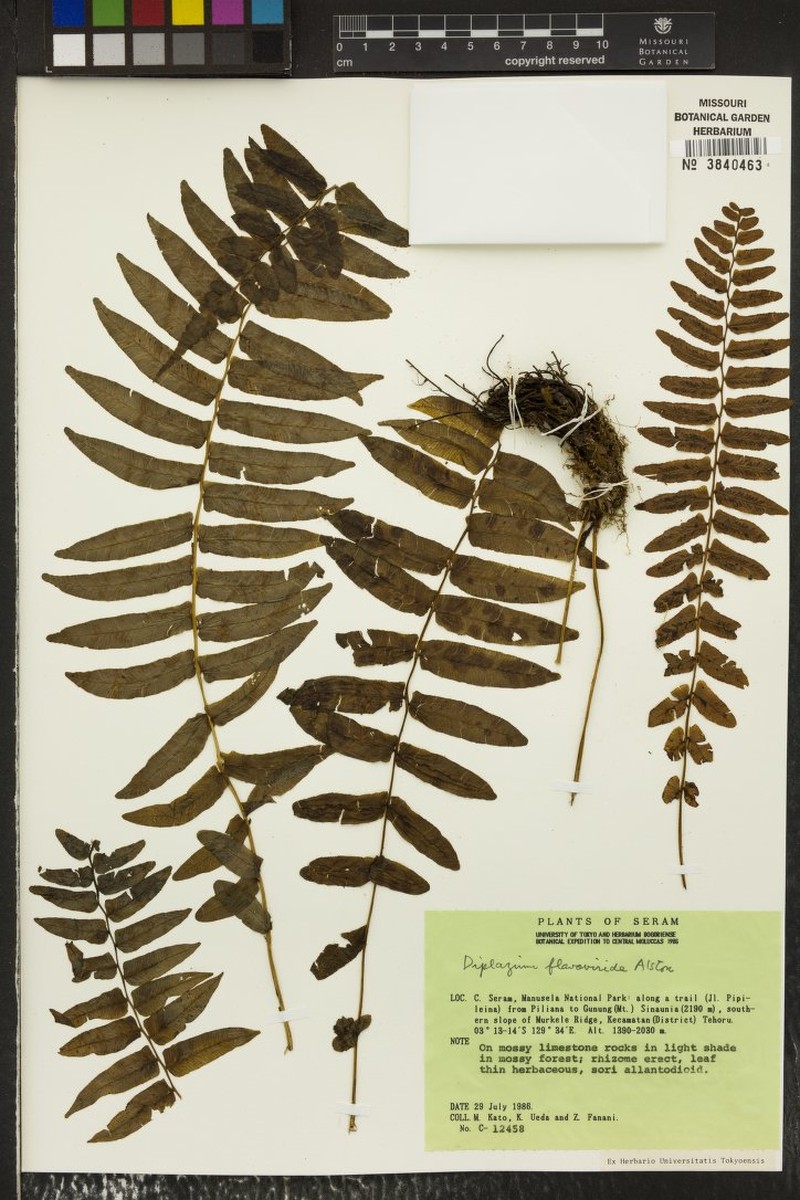 Diplaziopsis flavoviridis photo 2