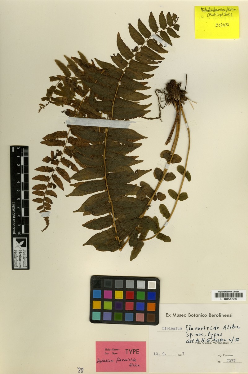 Diplaziopsis flavoviridis photo 3