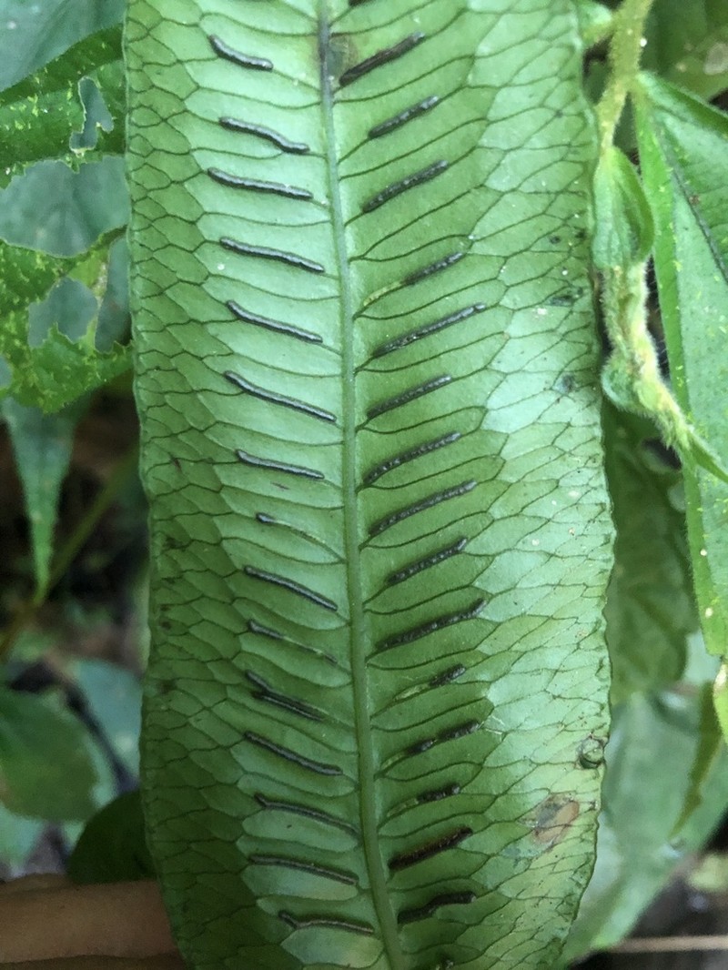 Diplaziopsis javanica