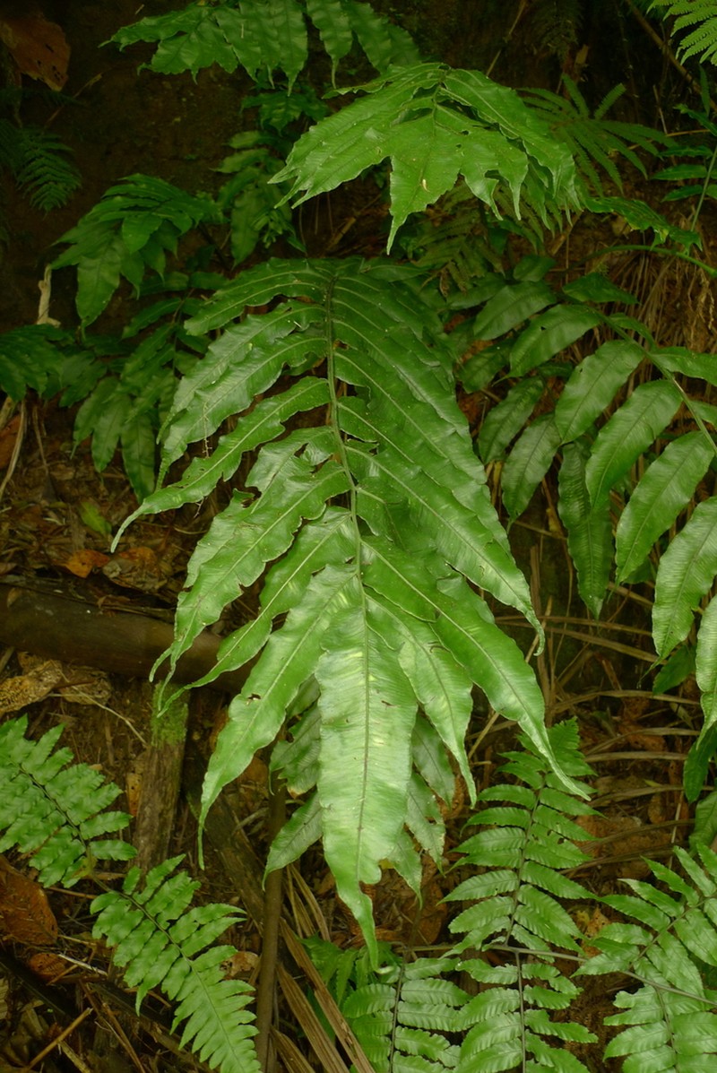 Diplaziopsis javanica photo 2