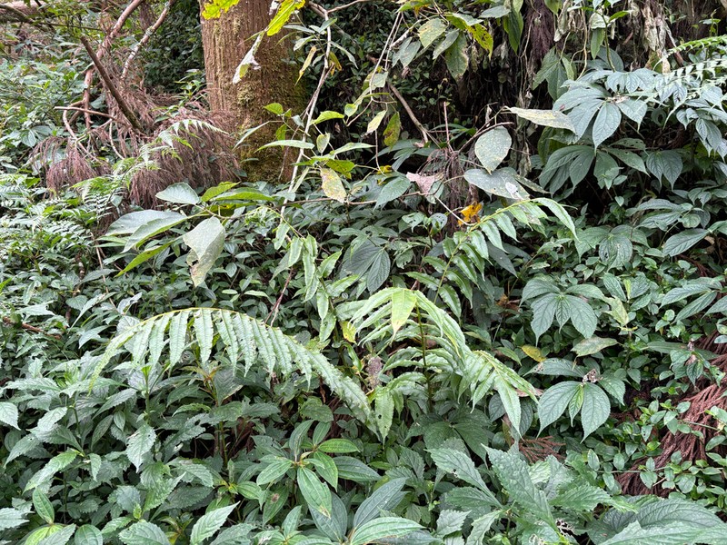 Diplaziopsis javanica photo 3