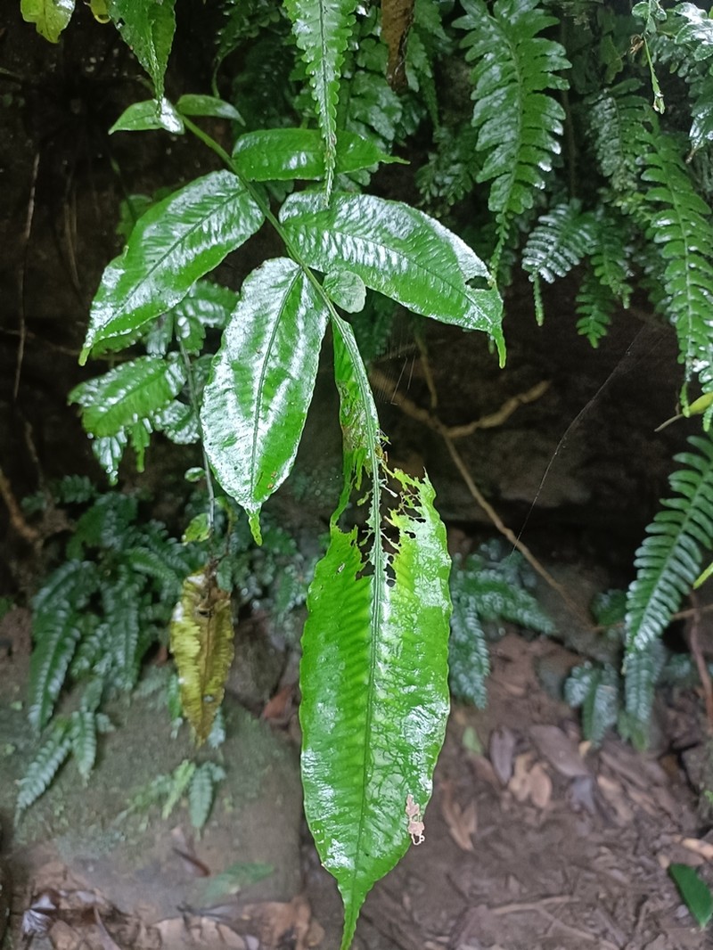 Diplaziopsis javanica photo 4