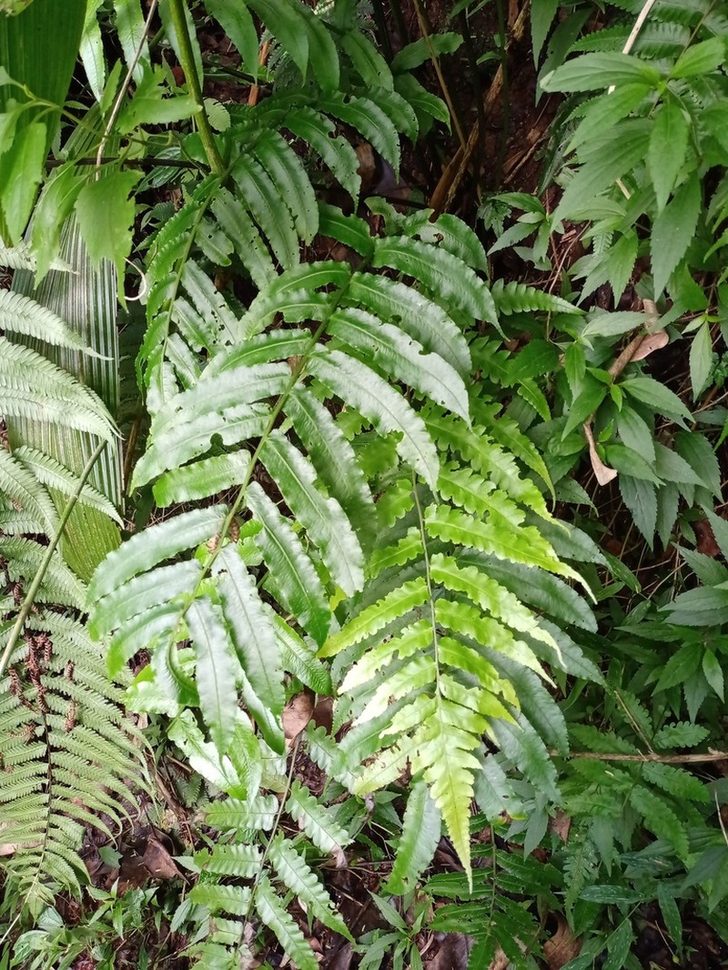 Diplaziopsis javanica photo 5