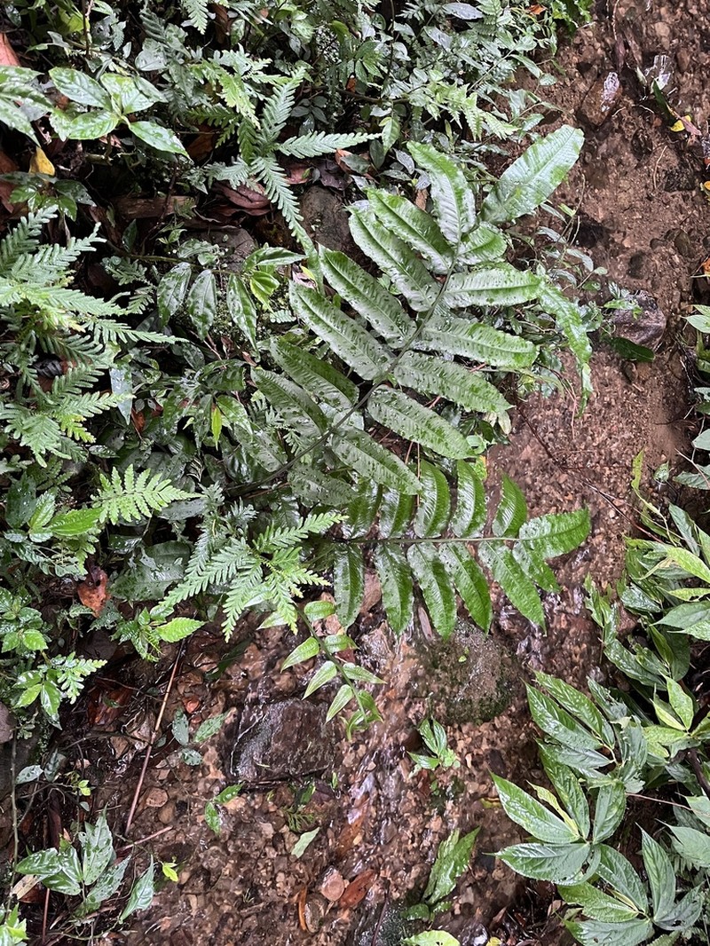 Diplaziopsis javanica photo 6