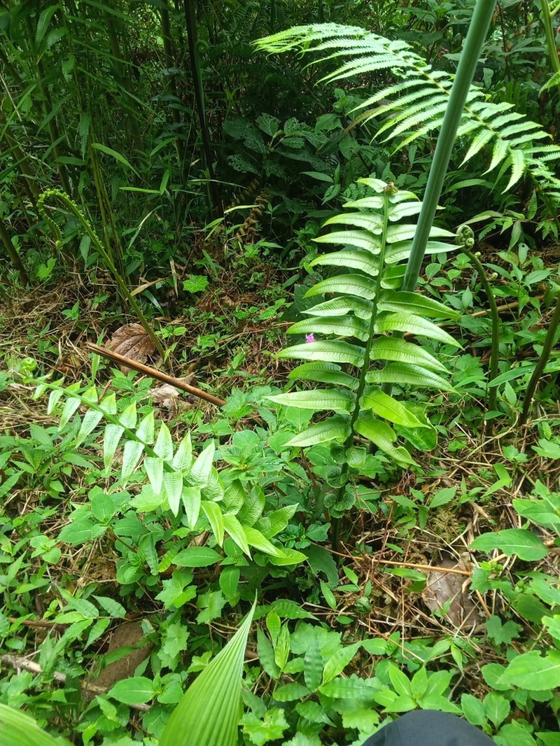 Diplaziopsis javanica photo 7