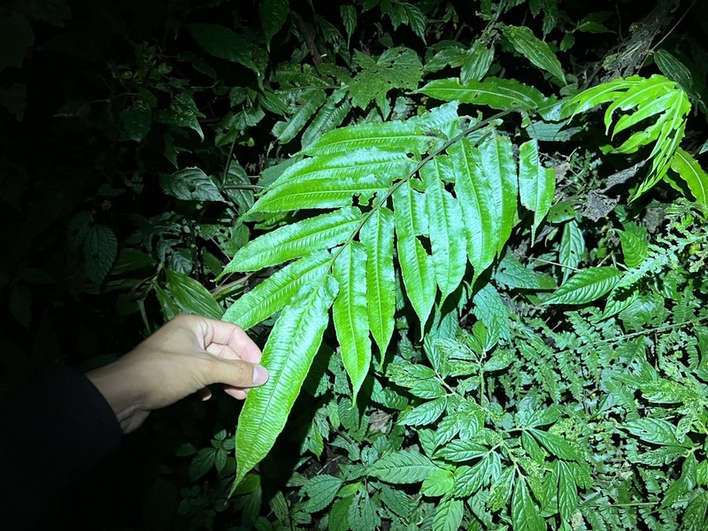 Diplaziopsis javanica photo 8