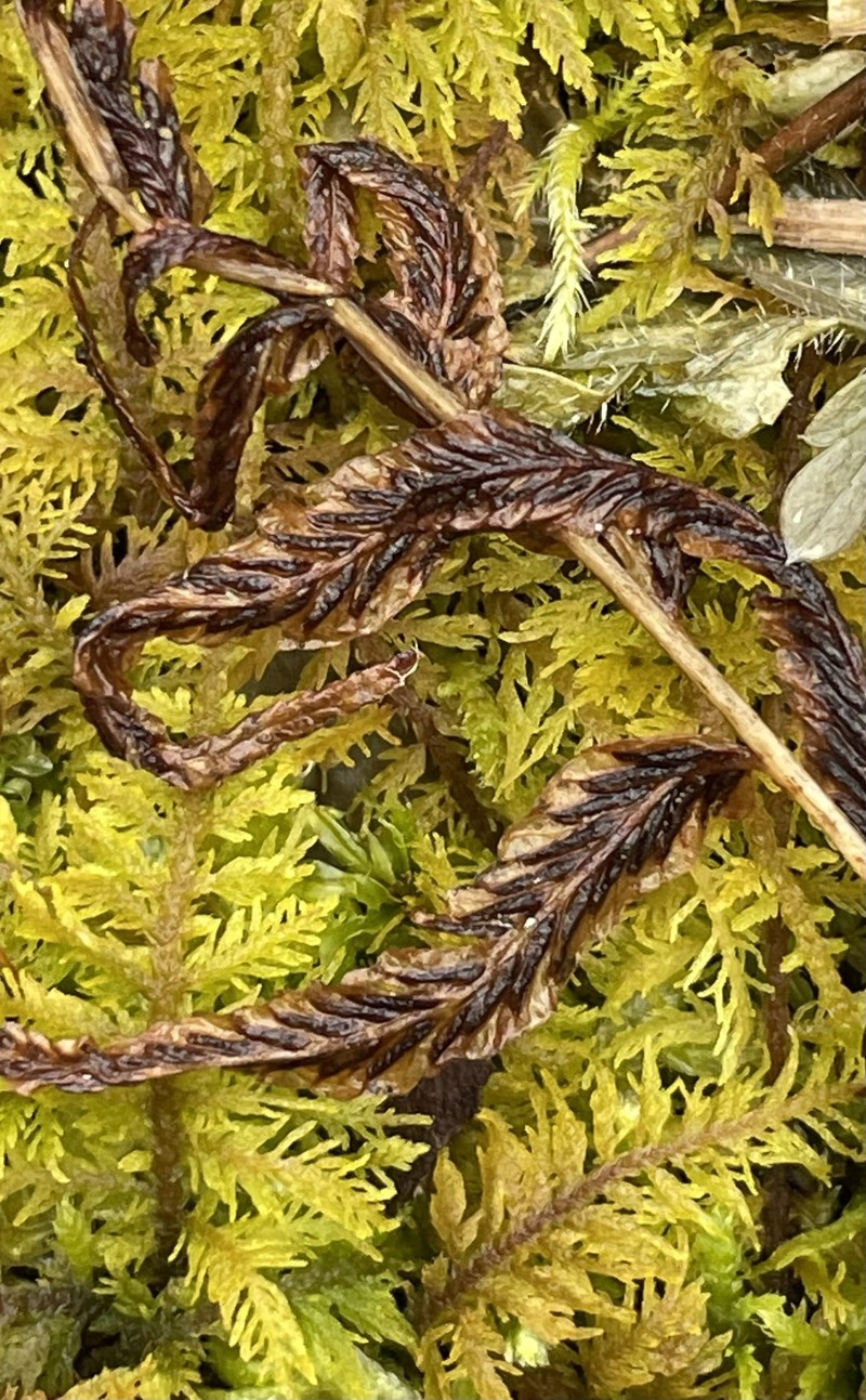 Diplaziopsis pycnocarpos
