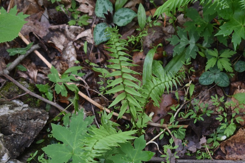Diplaziopsis pycnocarpos photo 2