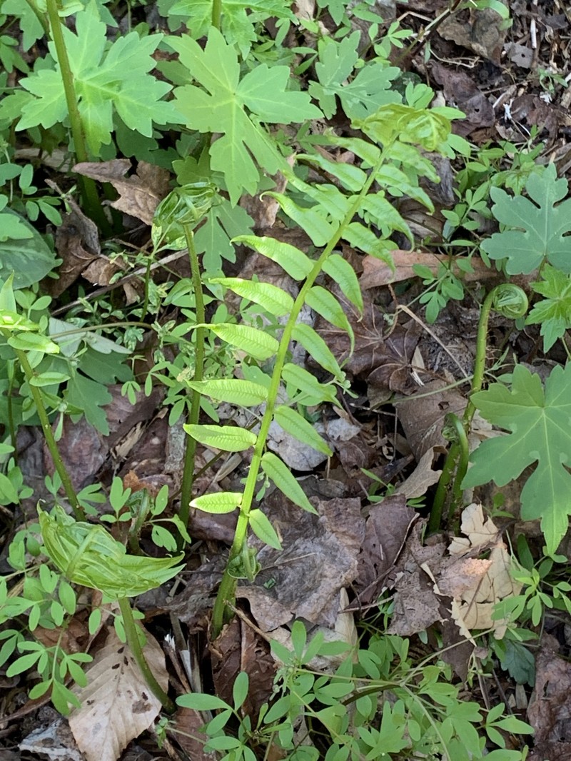 Diplaziopsis pycnocarpos photo 3