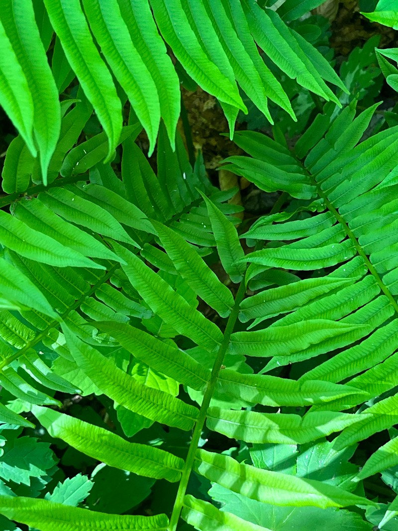 Diplaziopsis pycnocarpos photo 5