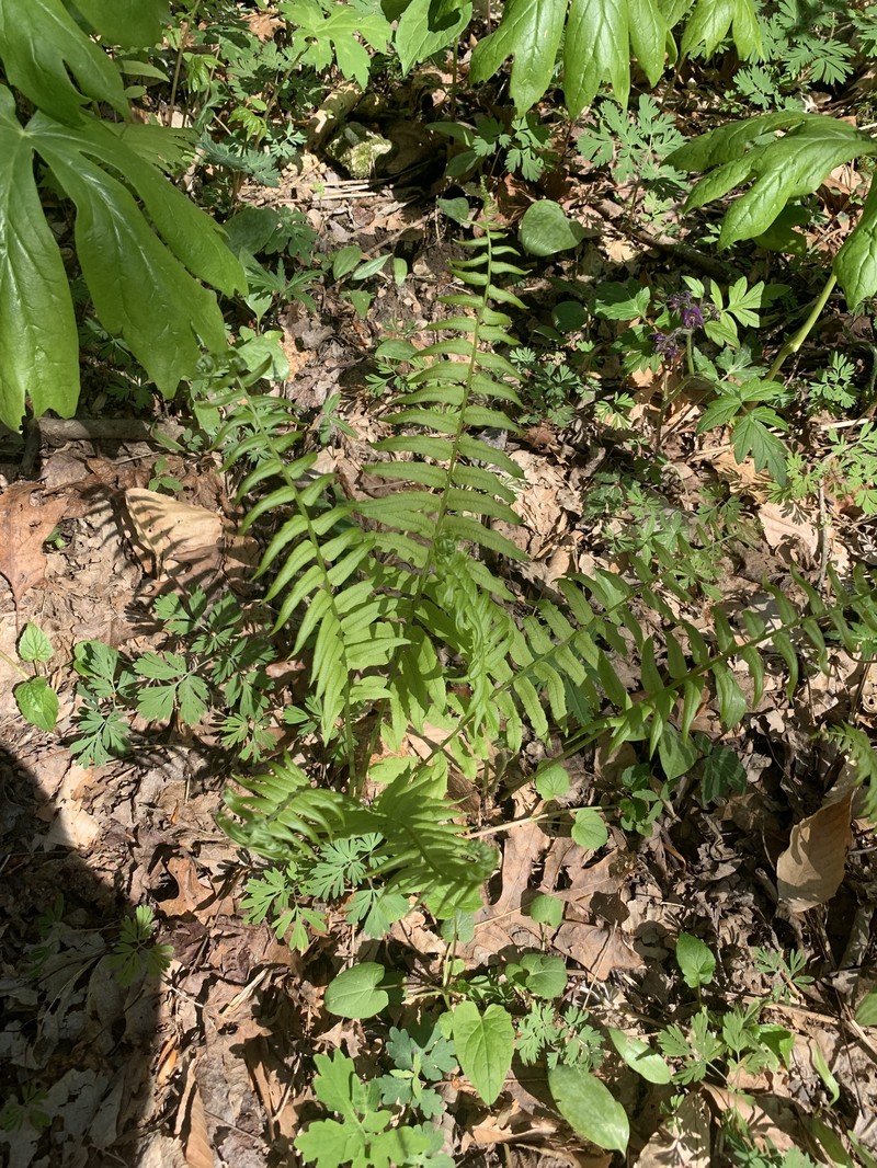 Diplaziopsis pycnocarpos photo 6