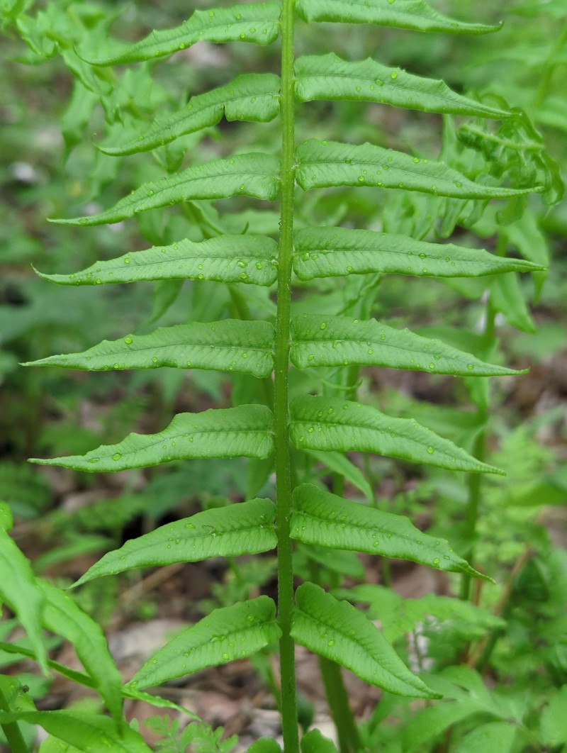 Diplaziopsis pycnocarpos photo 8