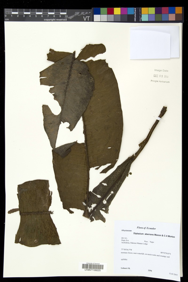 Diplazium aberrans photo 2