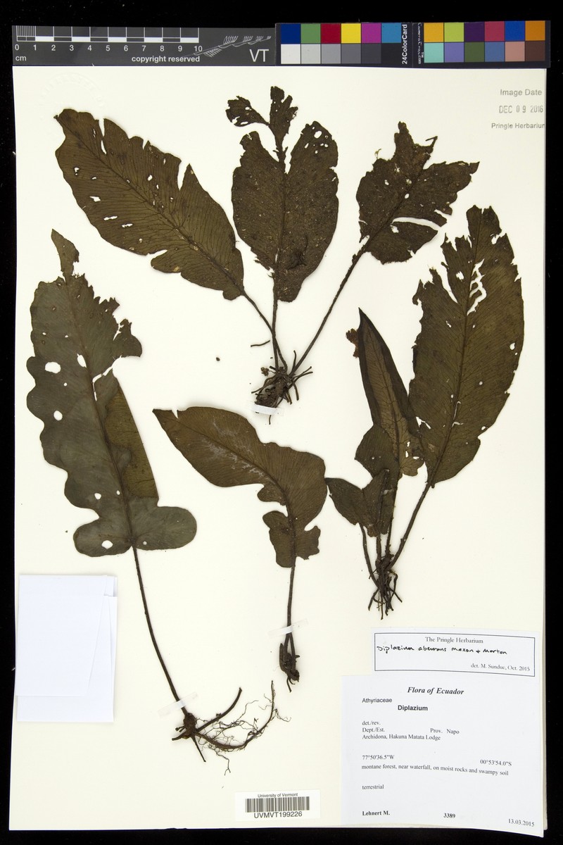 Diplazium aberrans photo 3