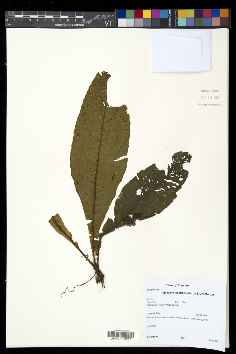 Diplazium aberrans photo 4