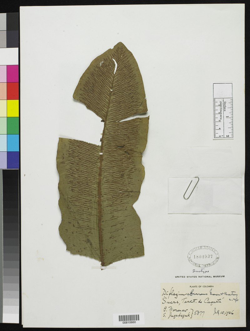 Diplazium aberrans