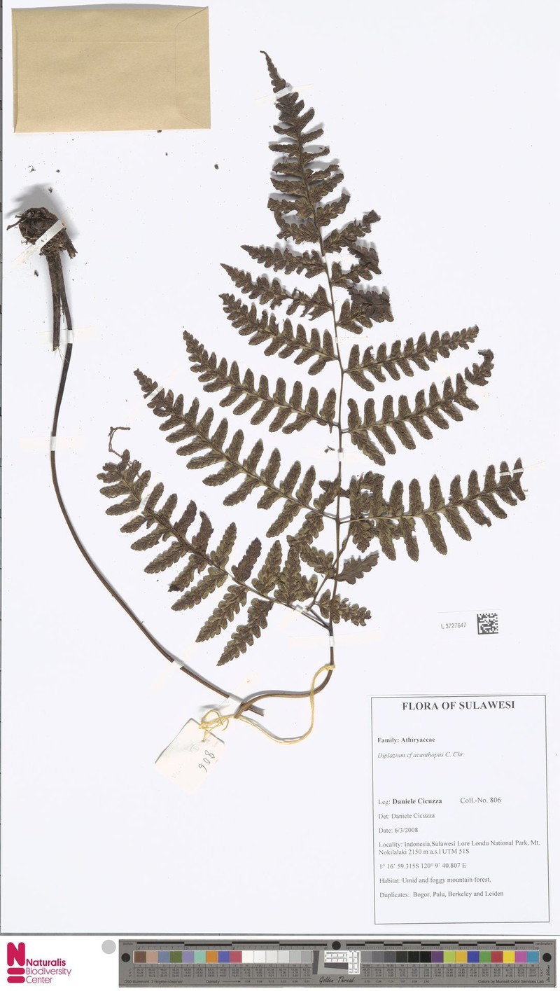 Diplazium acanthopus