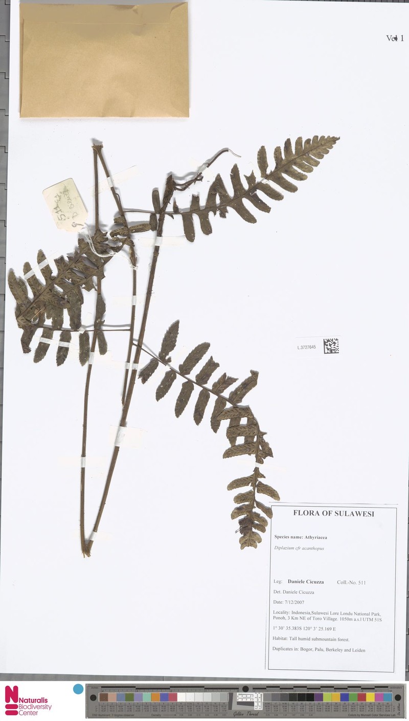 Diplazium acanthopus photo 2