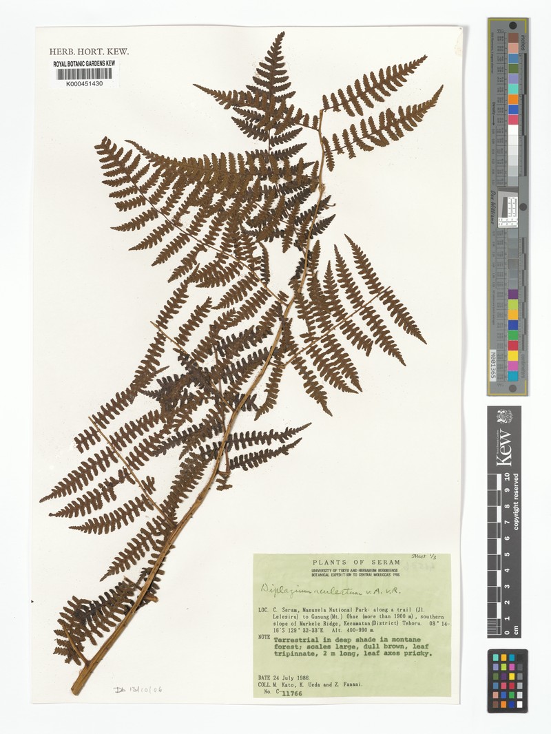 Diplazium aculeatum