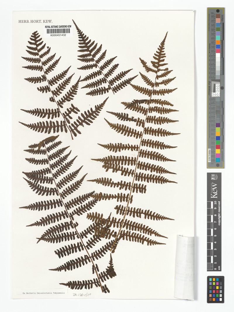 Diplazium aculeatum photo 2