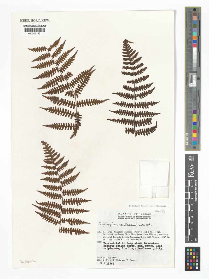 Diplazium aculeatum photo 3
