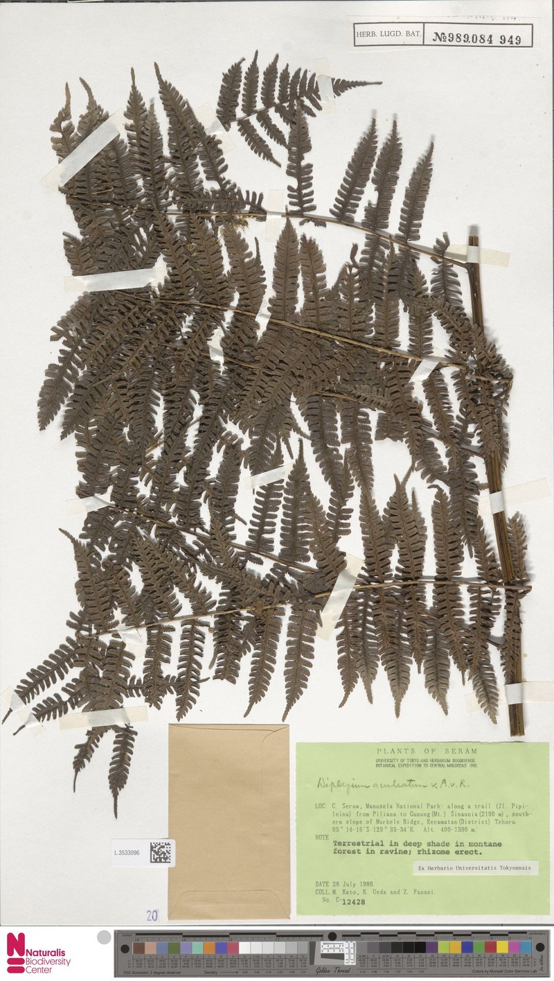 Diplazium aculeatum photo 4
