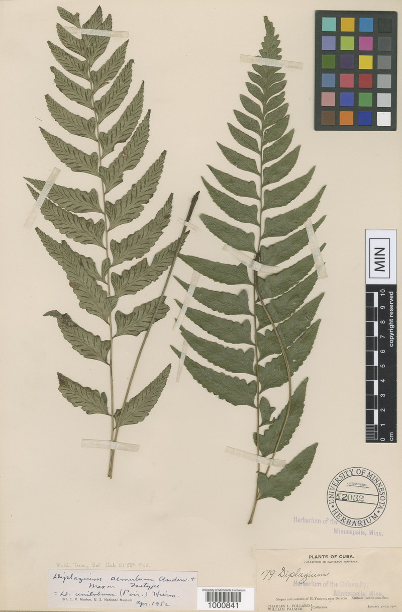 Diplazium aemulum photo 2