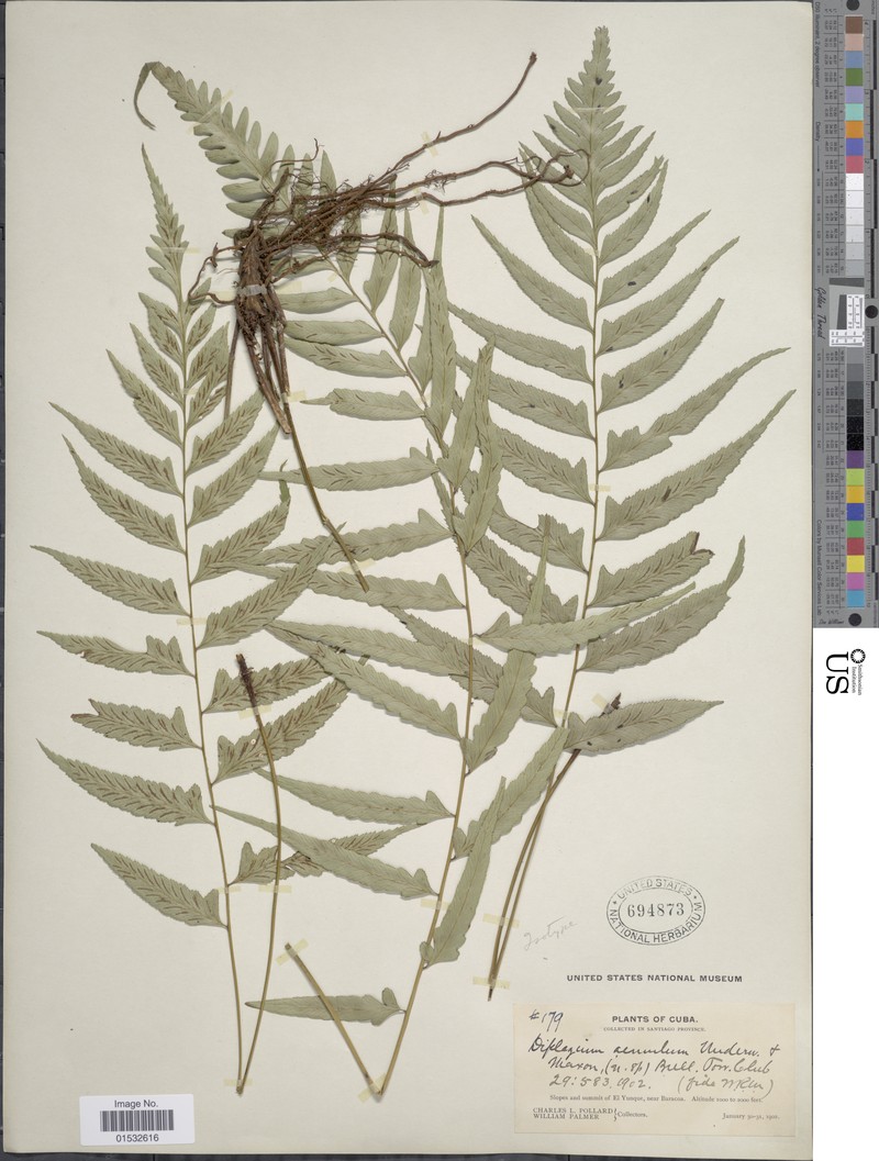 Diplazium aemulum
