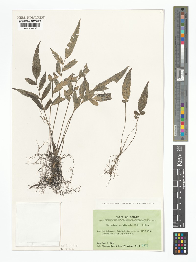 Diplazium aequibasale