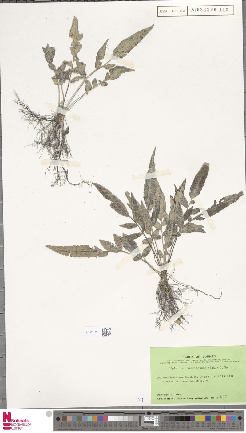 Diplazium aequibasale photo 2