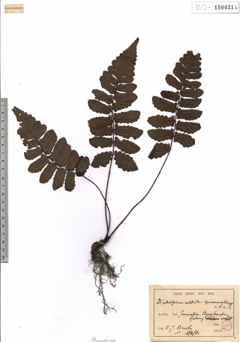 Diplazium albidosquamatum