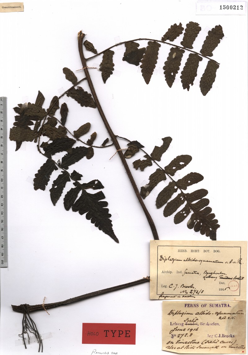 Diplazium albidosquamatum photo 2