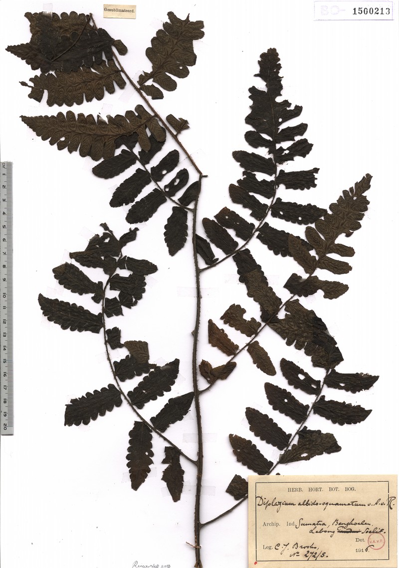 Diplazium albidosquamatum photo 3