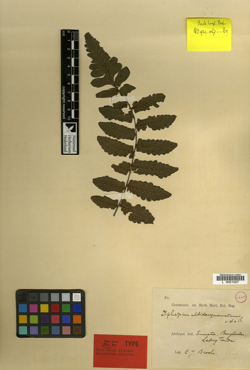 Diplazium albidosquamatum photo 4