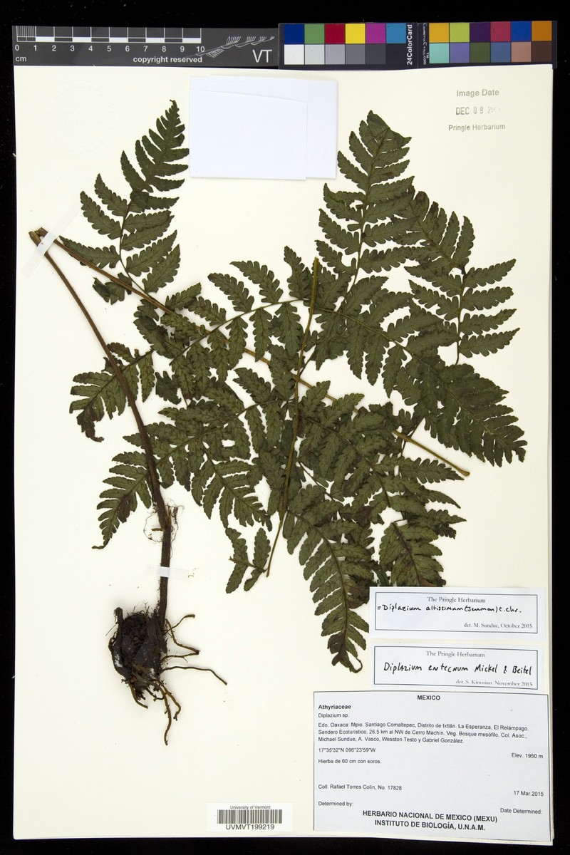 Diplazium altissimum photo 2