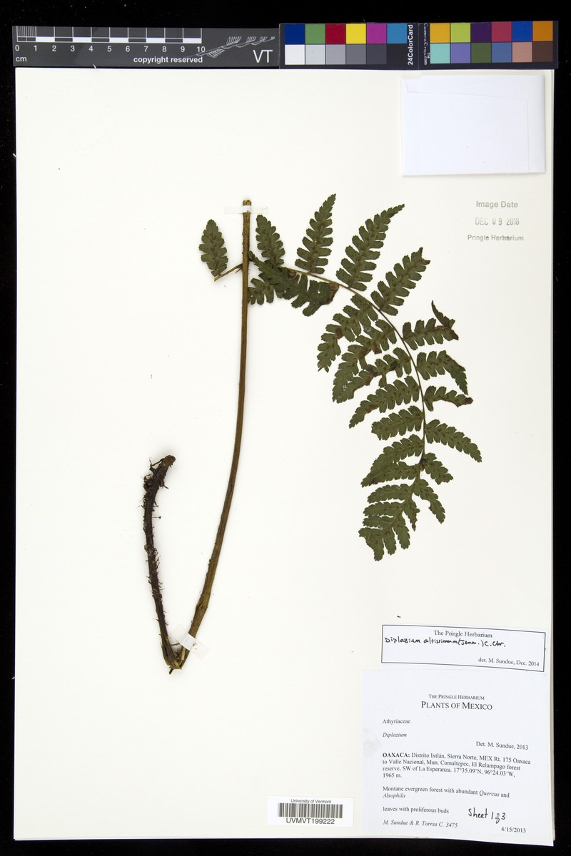 Diplazium altissimum photo 3
