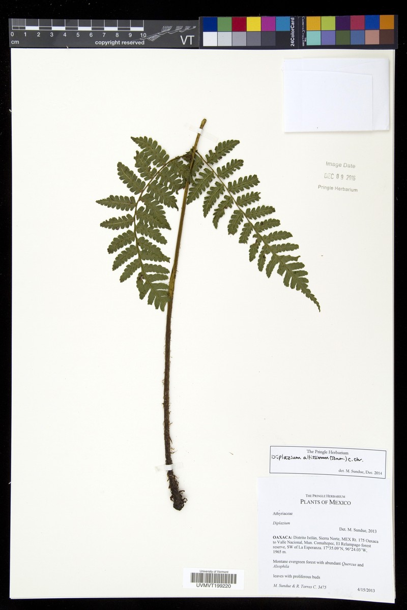Diplazium altissimum photo 4