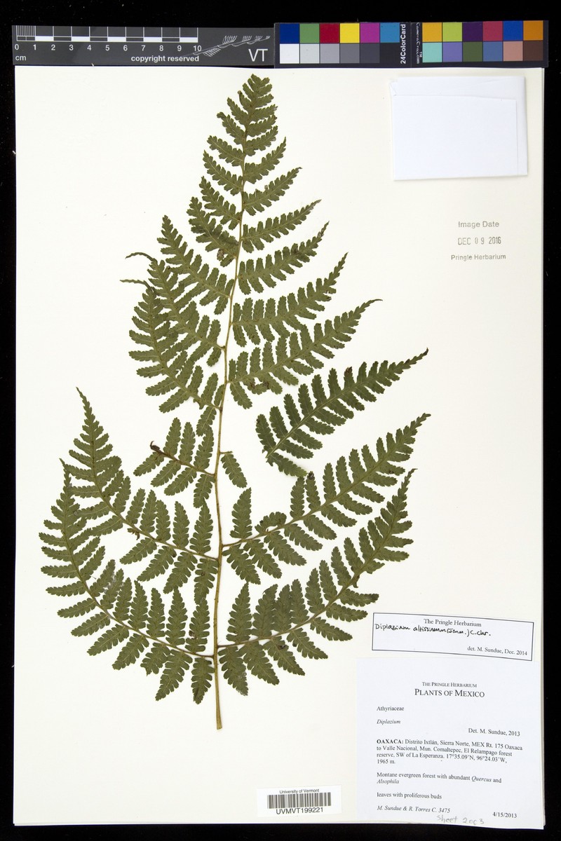 Diplazium altissimum photo 5