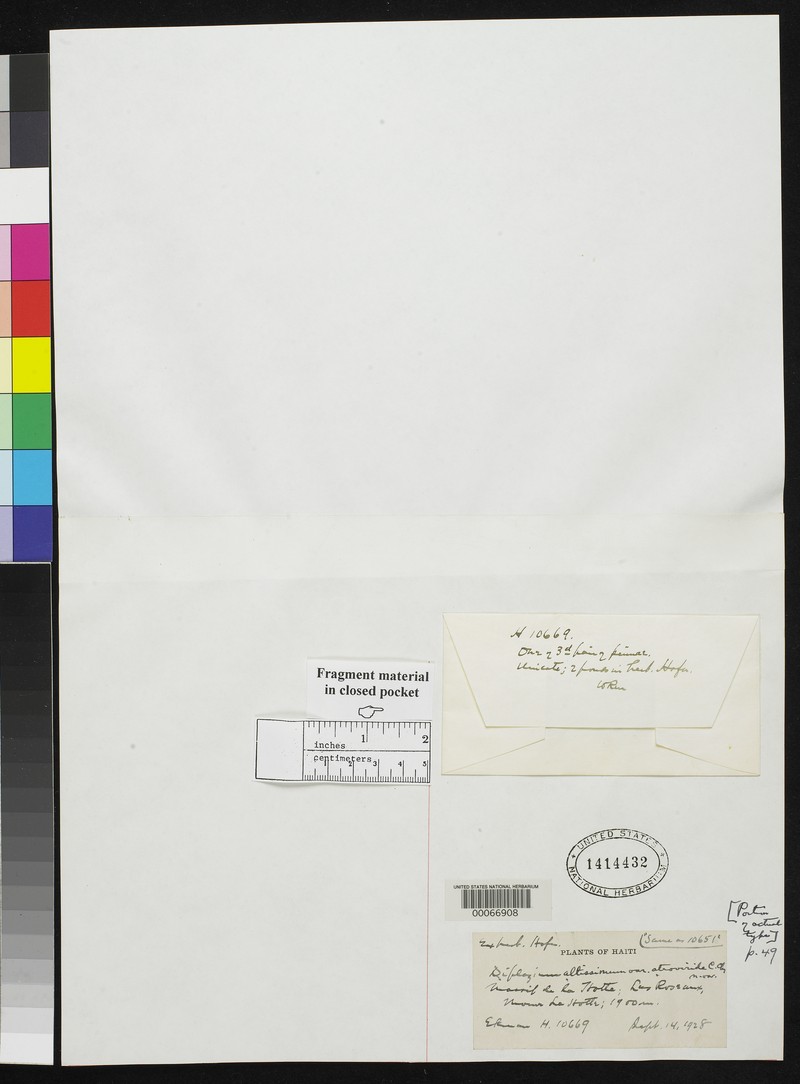 Diplazium altissimum