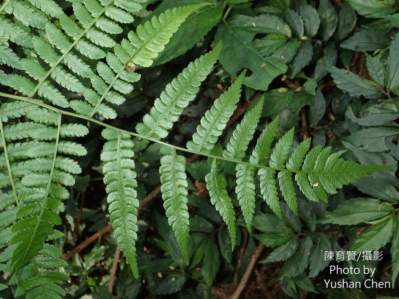 Diplazium amamianum photo 2