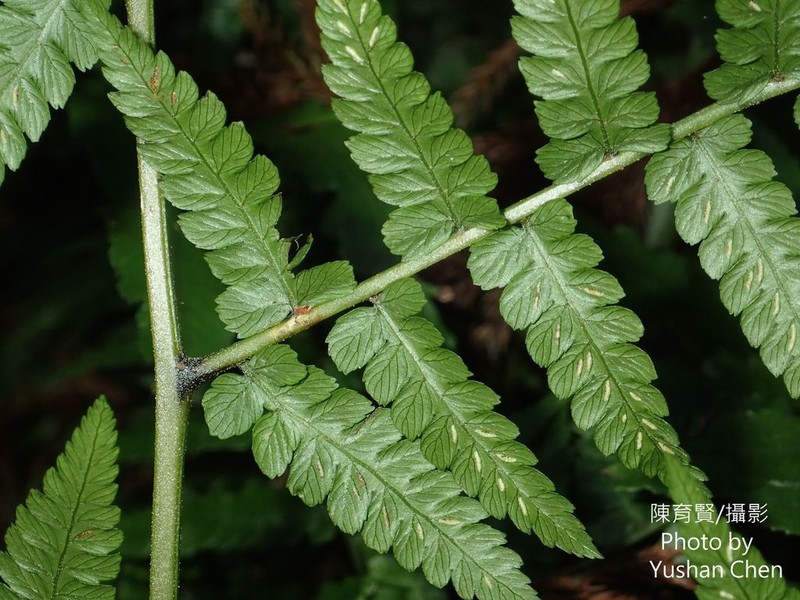 Diplazium amamianum photo 3