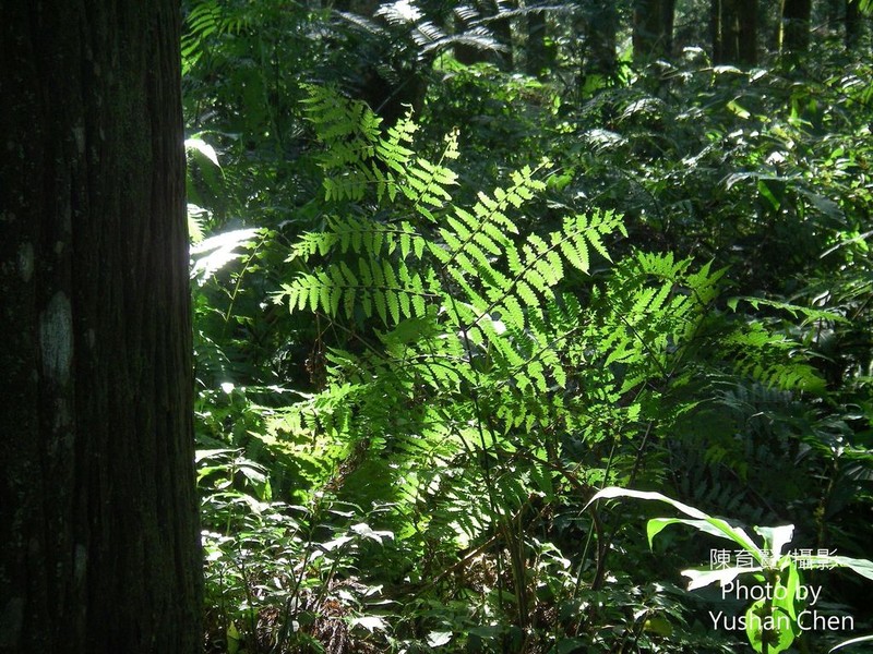 Diplazium amamianum photo 4