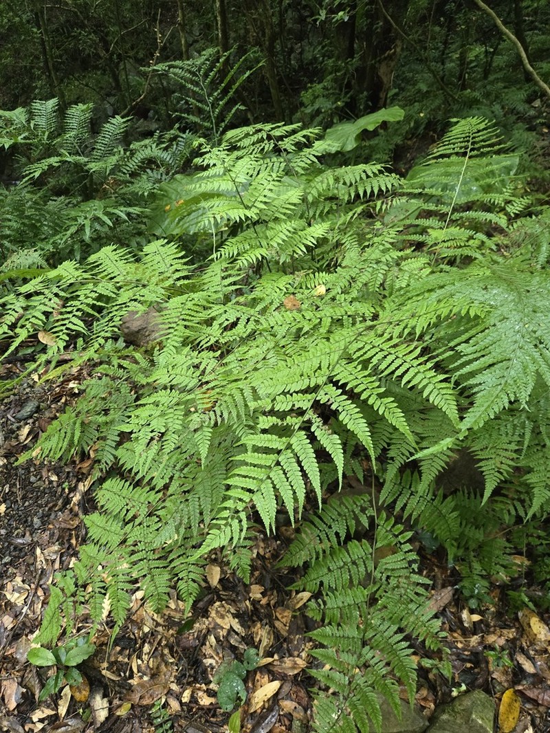 Diplazium amamianum photo 5
