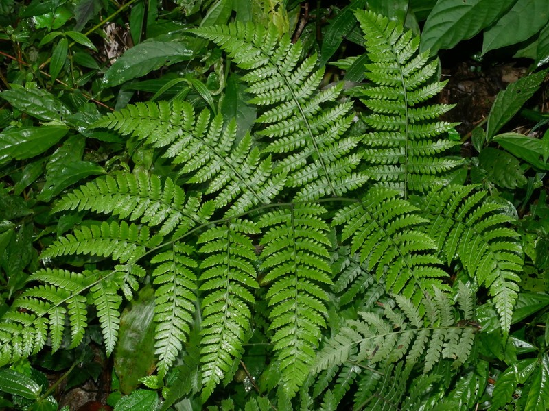 Diplazium amamianum photo 6