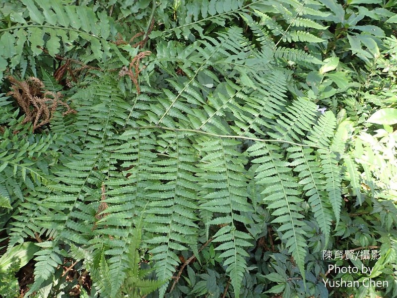 Diplazium amamianum photo 7