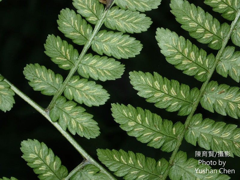 Diplazium amamianum photo 8