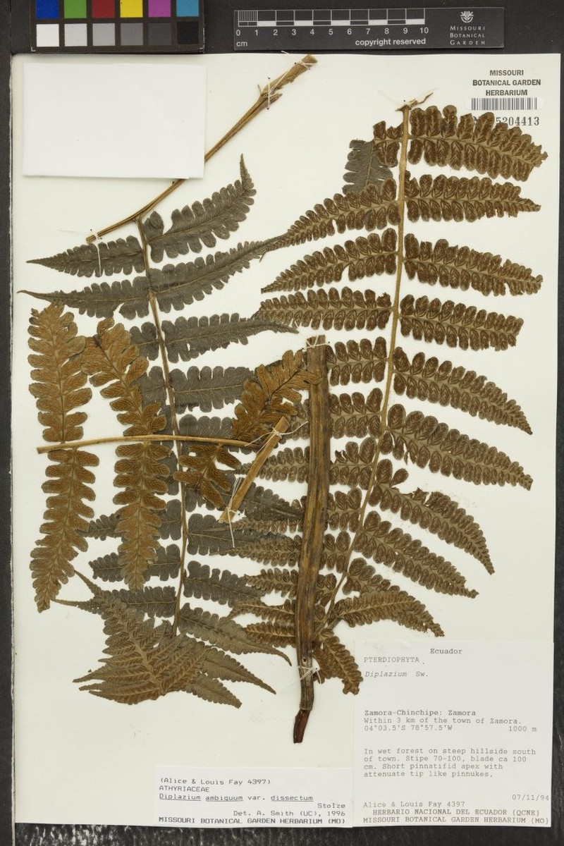 Diplazium ambiguum var. dissectum