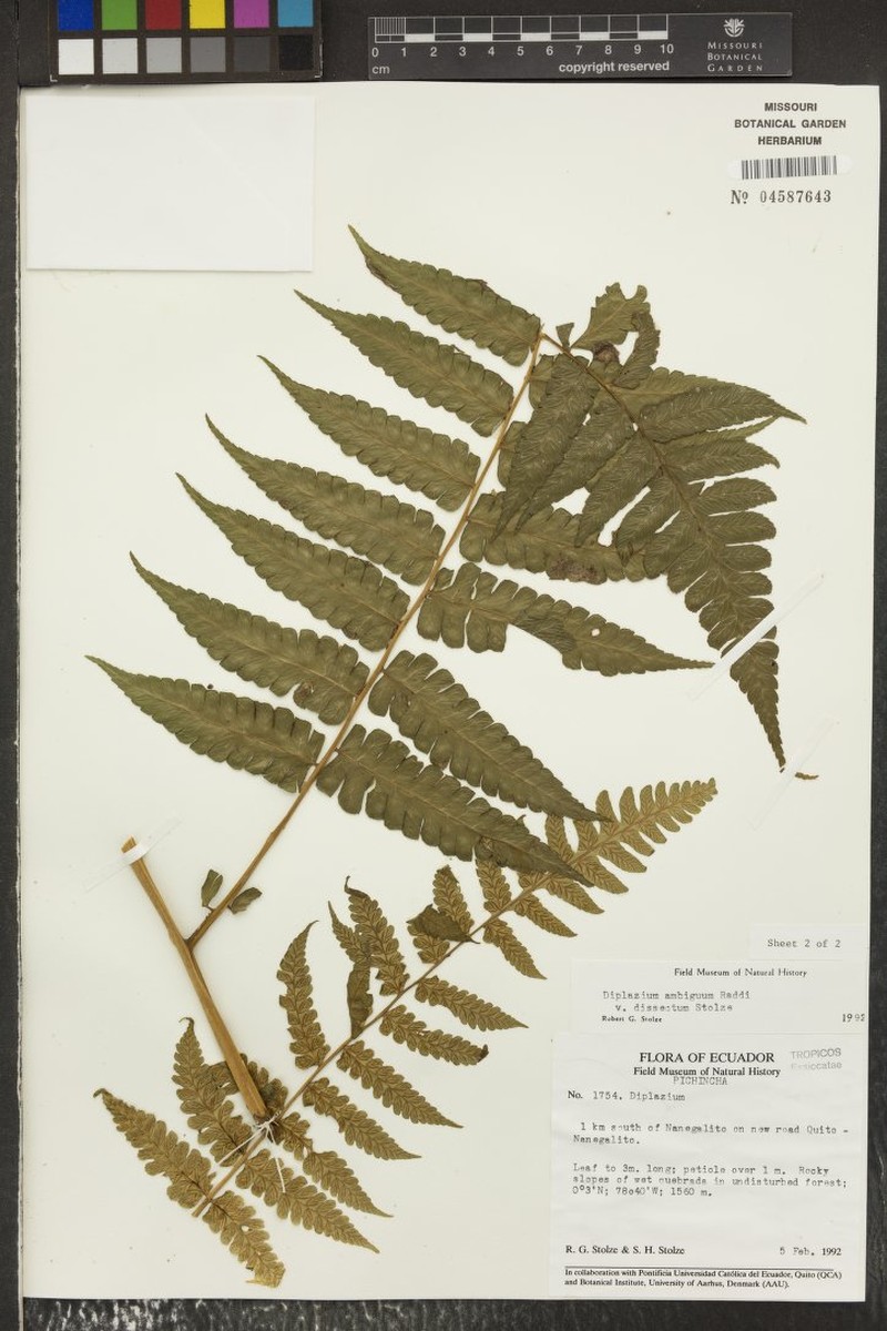 Diplazium ambiguum var. dissectum photo 2