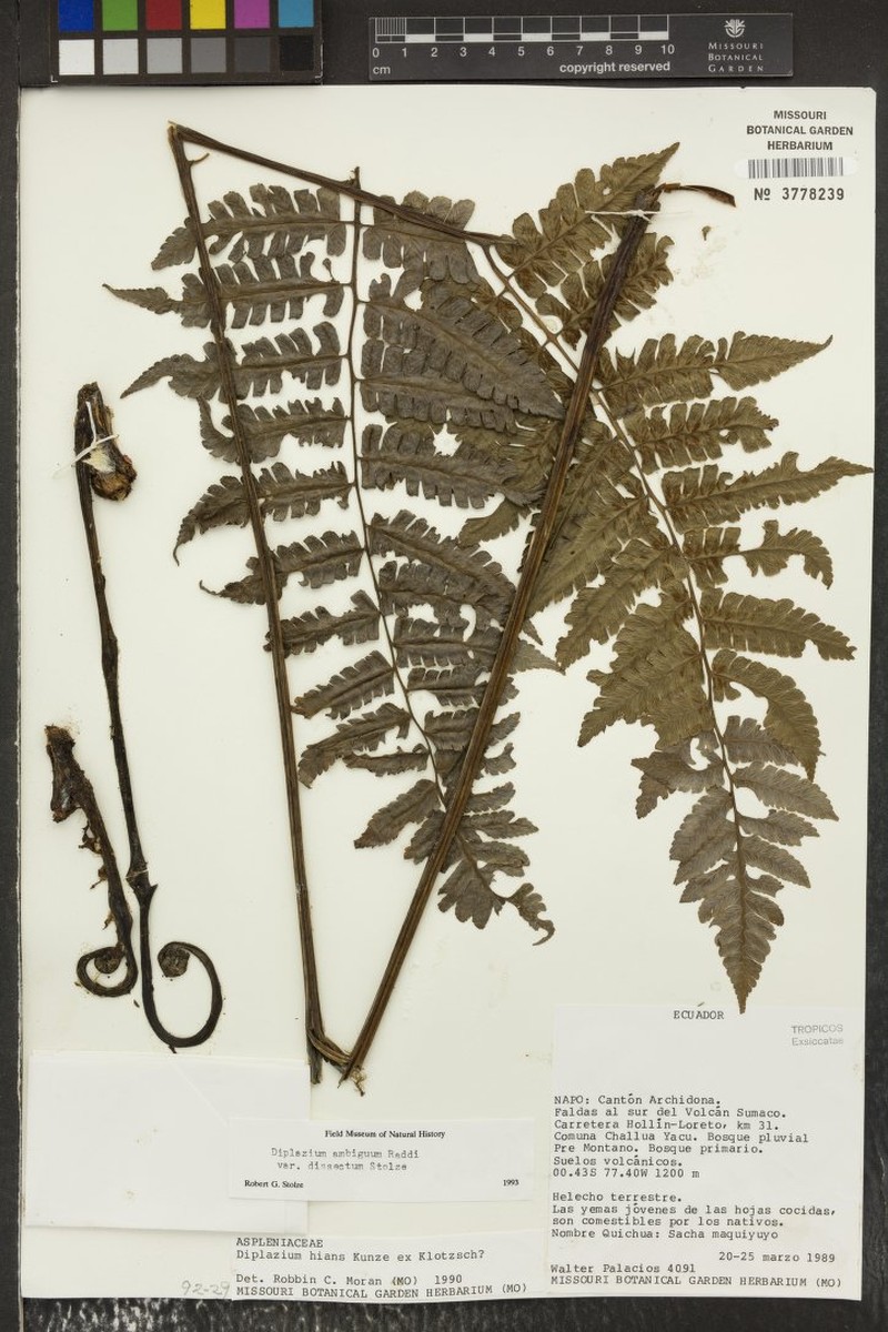 Diplazium ambiguum var. dissectum photo 3