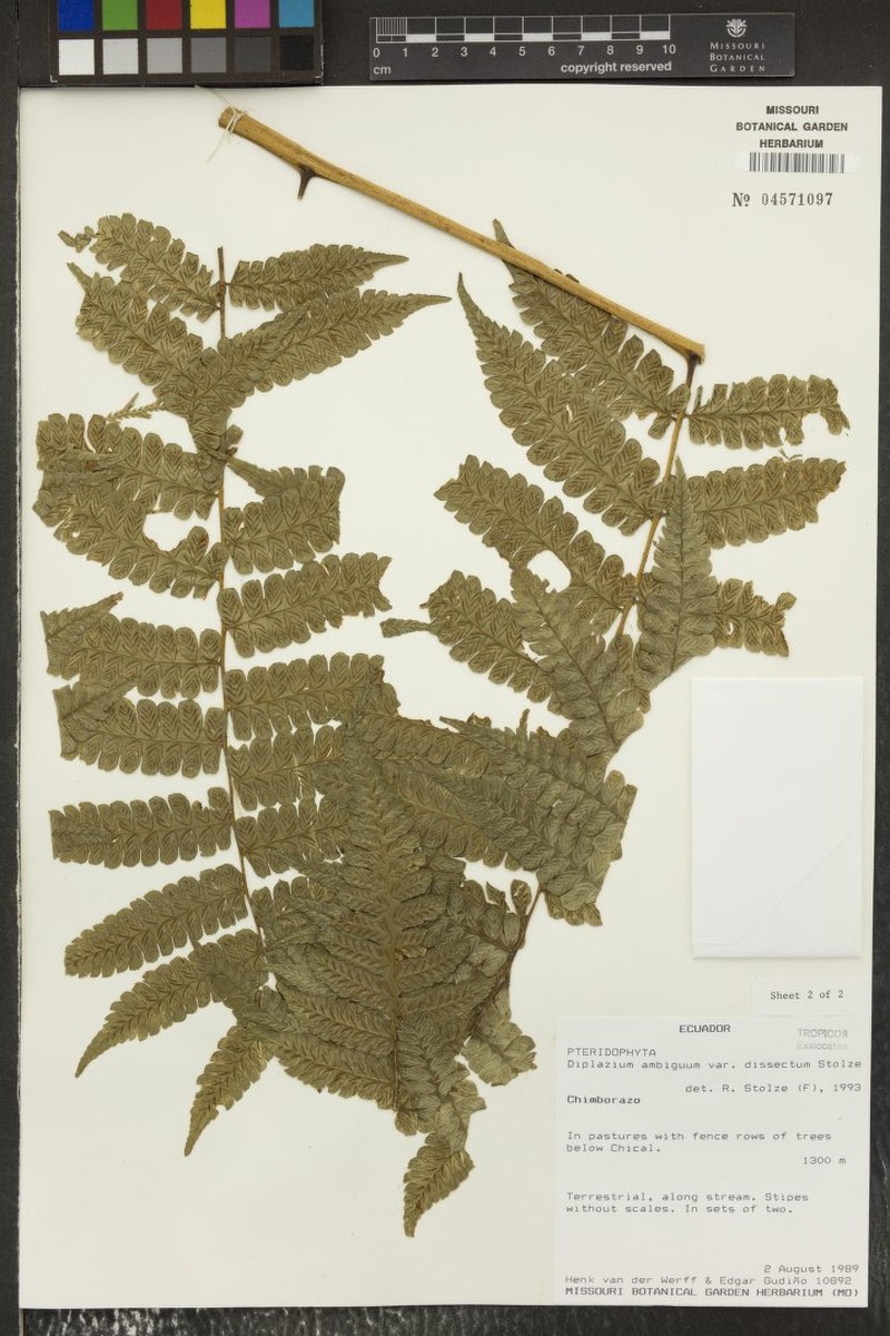 Diplazium ambiguum var. dissectum photo 4